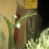 Отель La Loma Linda: Bungalows, Yoga and Feldenkrais, фото 29
