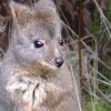 Отель Huon Bush Retreats, фото 5