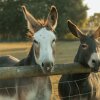 Отель Glamping in Wiltshire the Green Knoll is a Charm, фото 16