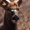 Отель Chinaka Game Lodge, фото 31