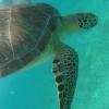 Отель White Sands Anguilla, фото 18