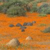 Отель Chiefs - Namaqua Flower Camps, фото 29