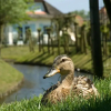 Отель Restyled Spacious Villa With a Bath in Domburg, фото 20