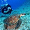 Отель Almarse Scuba Resort, фото 16