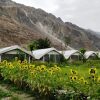 Отель TIH Buckwheat Root Camp - Turtuk, фото 9