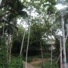 Отель Jungle Guest House, фото 18