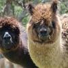 Отель Gallin Farm Alpacas, фото 5