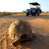 Отель Thorn Tree Bush Camp, фото 46