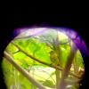Отель La Fortuna Gardens Lodge, фото 12