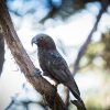 Отель Rosewood Cape Kidnappers, фото 25