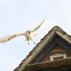 Отель The Owl House, фото 11