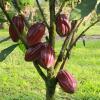 Отель Finca Amistad Cacao Lodge, фото 1