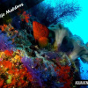 Отель Aquaventure Manta Lodge - Scuba Divers, фото 3