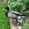Отель Paddock Cottage - Thorpe Arnold, Melton Mowbray, фото 29