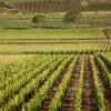 Отель KYRIAD PRESTIGE BEAUNE - Le Panorama, фото 29