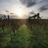 Отель Wörners Schloss Weingut & Wellness Hotel, фото 16