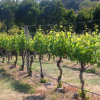 Отель Every Man and His Dog Vineyard, фото 12