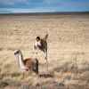 Отель Paraiso Patagonico, фото 30