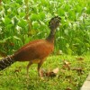 Отель La Gamba Rainforest Lodge, фото 5