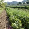 Отель Azienda Agricola Il Bagolaro, фото 24