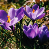 Отель Gasthof Laurin, фото 15