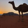 Отель Wadi rum Desert Bedouin Life, фото 16