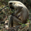 Отель Red Earth Tadoba, фото 20