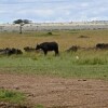 Отель Nyota Mara Lodge, фото 9