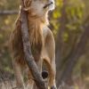 Отель The Postcard Gir Wildlife Sanctuary, фото 22