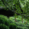 Отель Yinzhu Guest House, фото 34