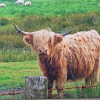 Отель Scottish Highlander Guesthouse, фото 23