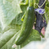 Отель Bağ Kamp, фото 18