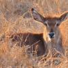 Отель Sunset Game Lodge, фото 31