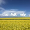 Отель Dandelion Family Inn, фото 2