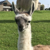 Отель The Lazy Llama Shepherd Hut Campview Farm Stay, фото 18