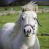 Отель The Cuddly Cow Cosy Barn Studio Farm Stay, фото 24