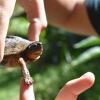 Отель Geckoes Lodge, фото 3