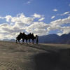 Отель TIH Nubra Escapes Camp, фото 7