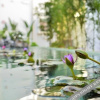 Отель Jiangye  Chain  Garden  in  Dianchi  Resort,Kunming, фото 13