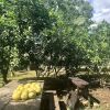 Отель Bohol Garden Homes, фото 20