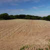Отель Pinkmead Estate and Vineyard, фото 20