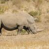 Отель Kambaku River Lodge, фото 1