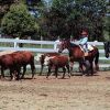 Отель Majestic Dude Ranch, фото 28