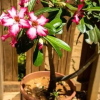 Отель Pousada Flor Do Atlantico, фото 4