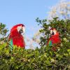 Отель Parque das Primaveras, фото 38