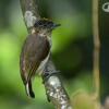 Отель Tinamu Birding Nature Reserve, фото 31