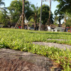 Отель Chiangrai Green Park Resort, фото 13
