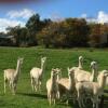 Отель Raynella Alpaca Farm Stay, фото 42