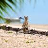 Отель Crab Claw Island Resort, фото 5