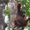 Отель Arut Riverside Orangutan Guest house, фото 20